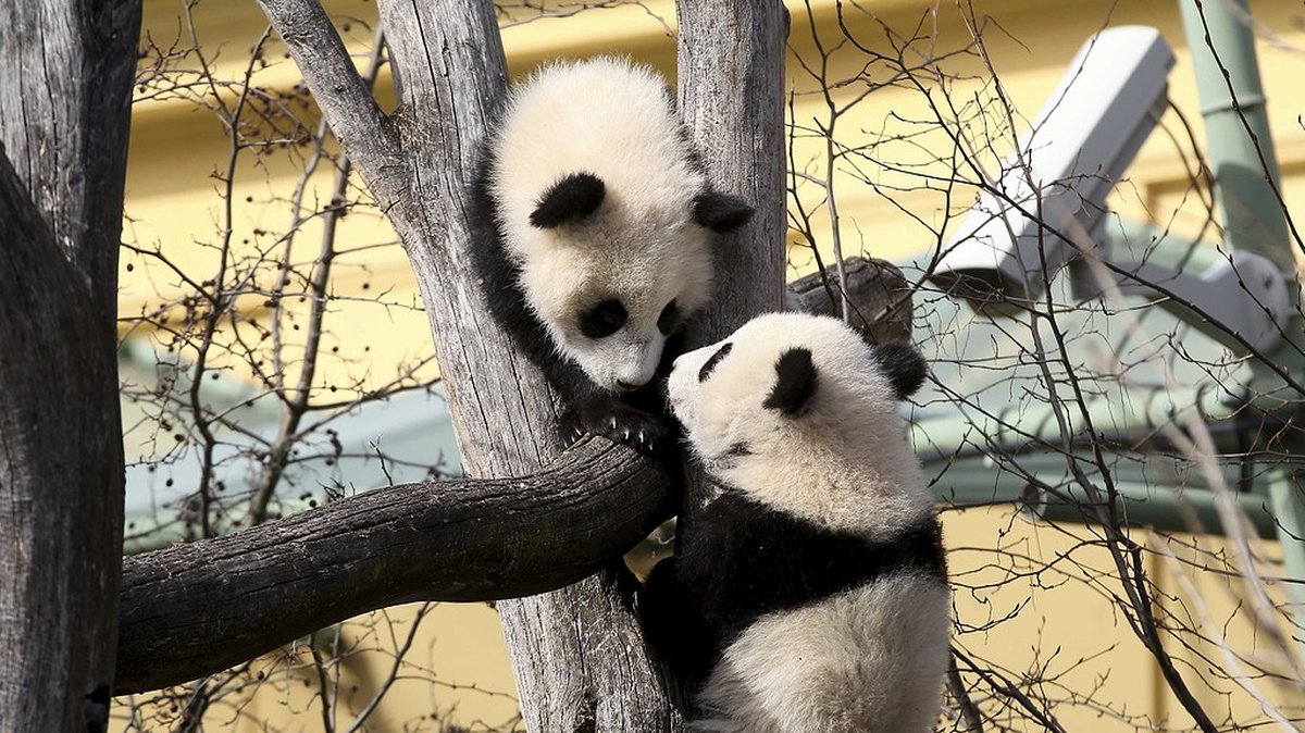 Se längre ner i artikeln varför pandorna är svarta och vita. 