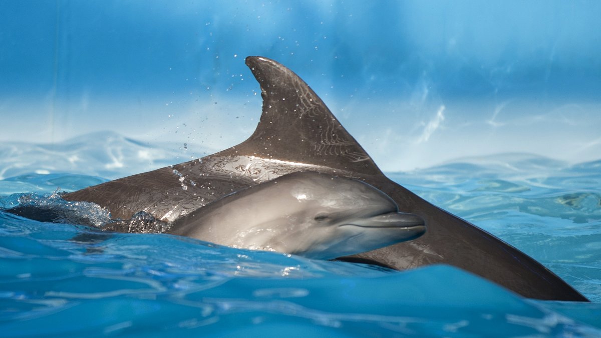 Vad använder delfiner levande ålar till?