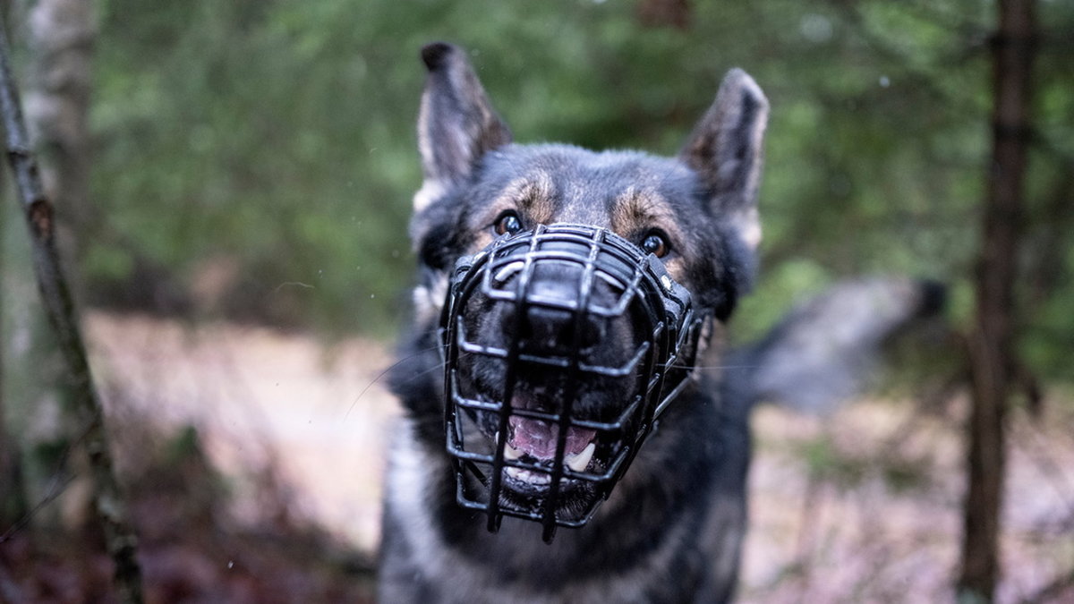 Bristen på polishundar är ett återkommande problem för polisen i Sverige. På bilden syns schäfern Frasse i en sökövning.