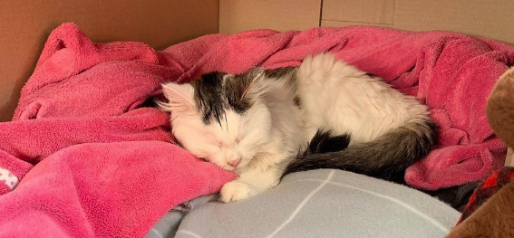 Katten Ruby Katten Ruby