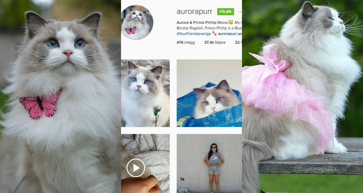 Följare, Husdjur, Katt, Sverige, instagram