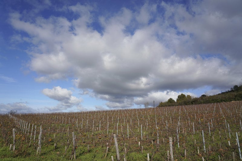 Vinrankor i Beaujolais. Foto: Laurent Cipriani/AP/TT
