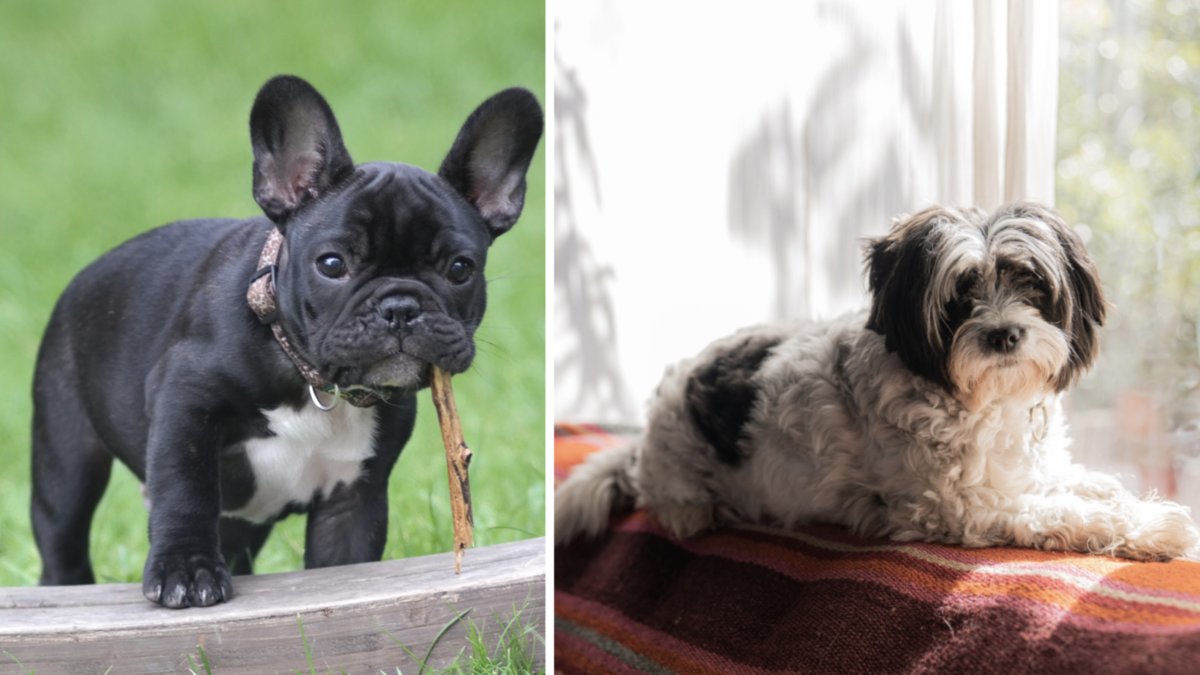 Fransk bulldogg och Shih Tzu är två hundraser som funkar bar på liten yta. 