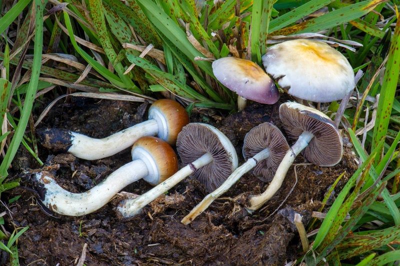 Psilocybe cubensis. Foto: Psilocybe cubensis, CC BY-SA 4.0