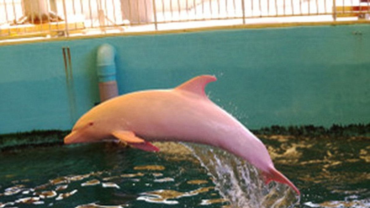 Ja, det är en rosa delfin.