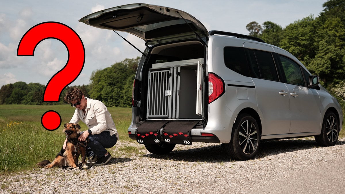 Hund i bil utan bälte eller bur – vad säger lagen?