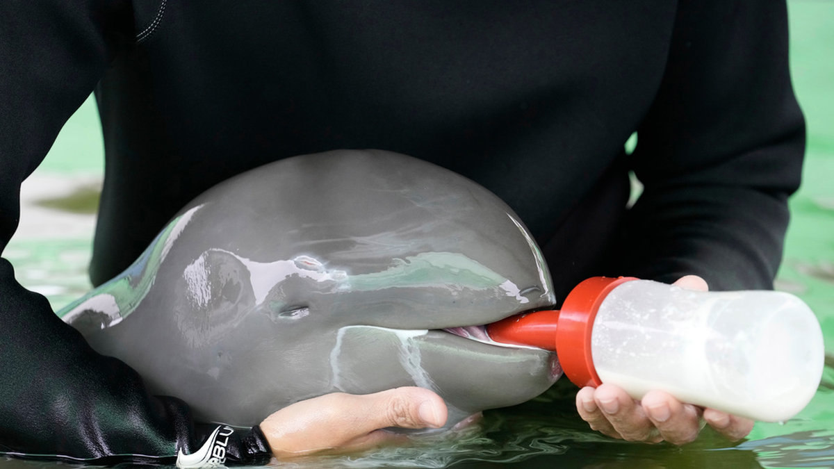 Frivillige Tosapol Prayoonsuk matar delfinungen Paradon på det marina räddnings- och forskningscentret i Rayongprovinsen i östra Thailand.