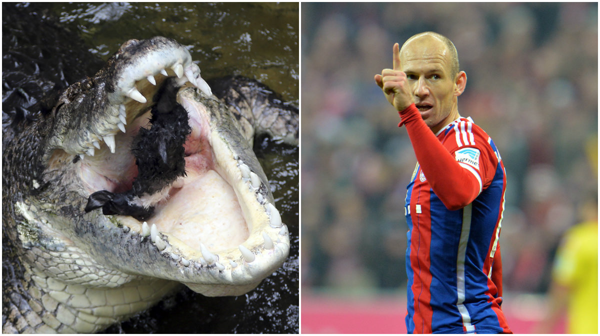 Arjen Robben, Krokodil, Skada, Qatar