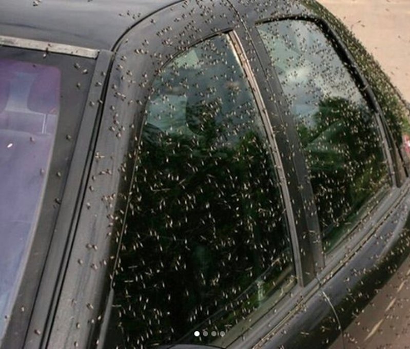 Myggen invaderar en bil. Myggen invaderar en bil.