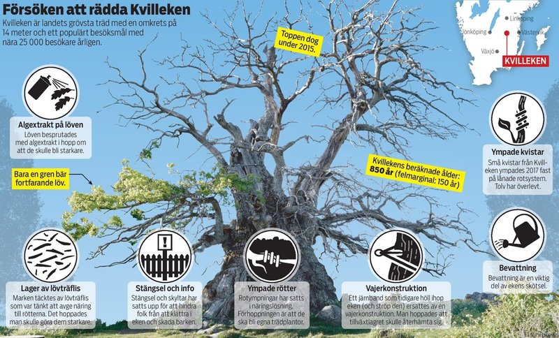 Kvilleken är landets grövsta träd med en omkrets på 14 meter och ett populärt besöksmål med nära 25 000 besökare årligen.