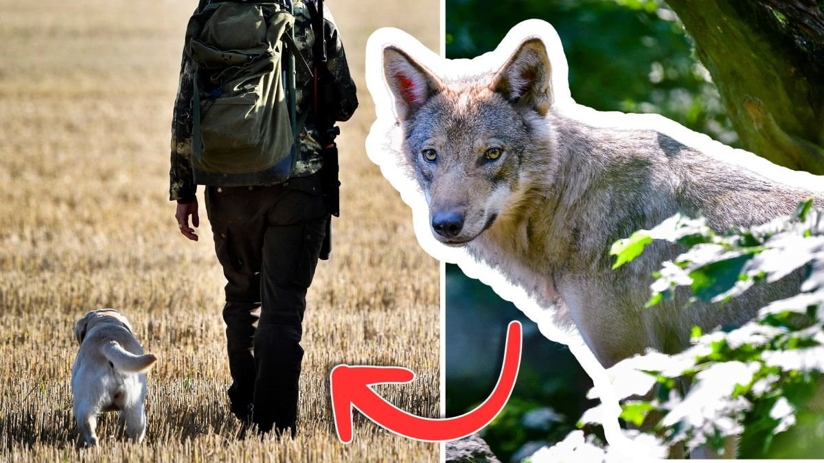 Nya regler kan påverka hundägare – särskilt vid jakt