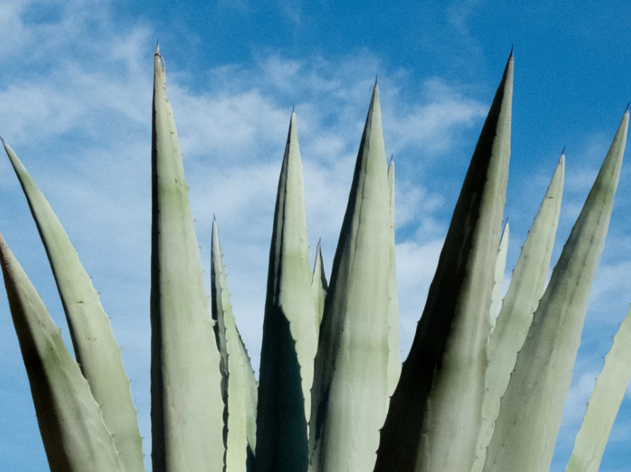 Aloe vera buske Aloe vera buske