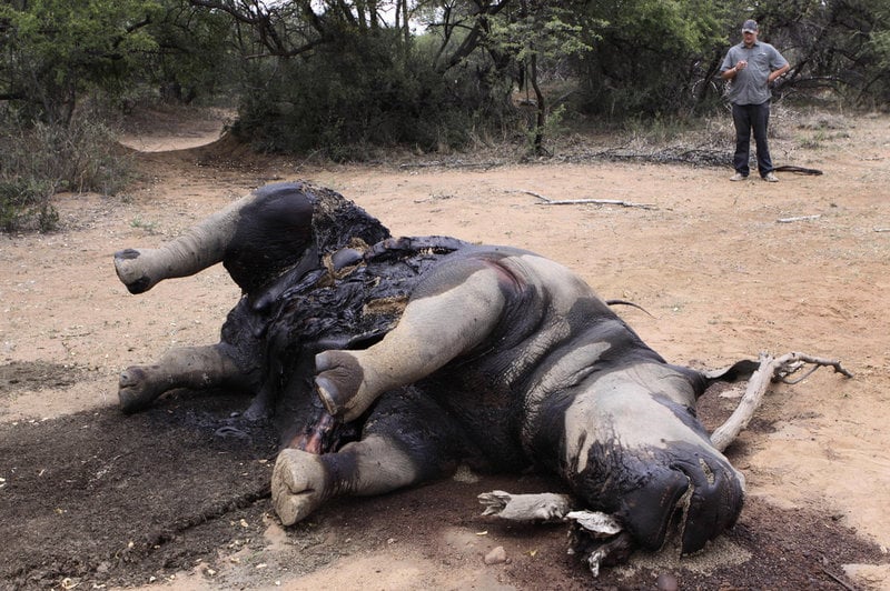 Tjuvskjuten noshörning i Sydafrika. Skyddet av djuren är nu hotat sedan USA dragit in sitt stöd.