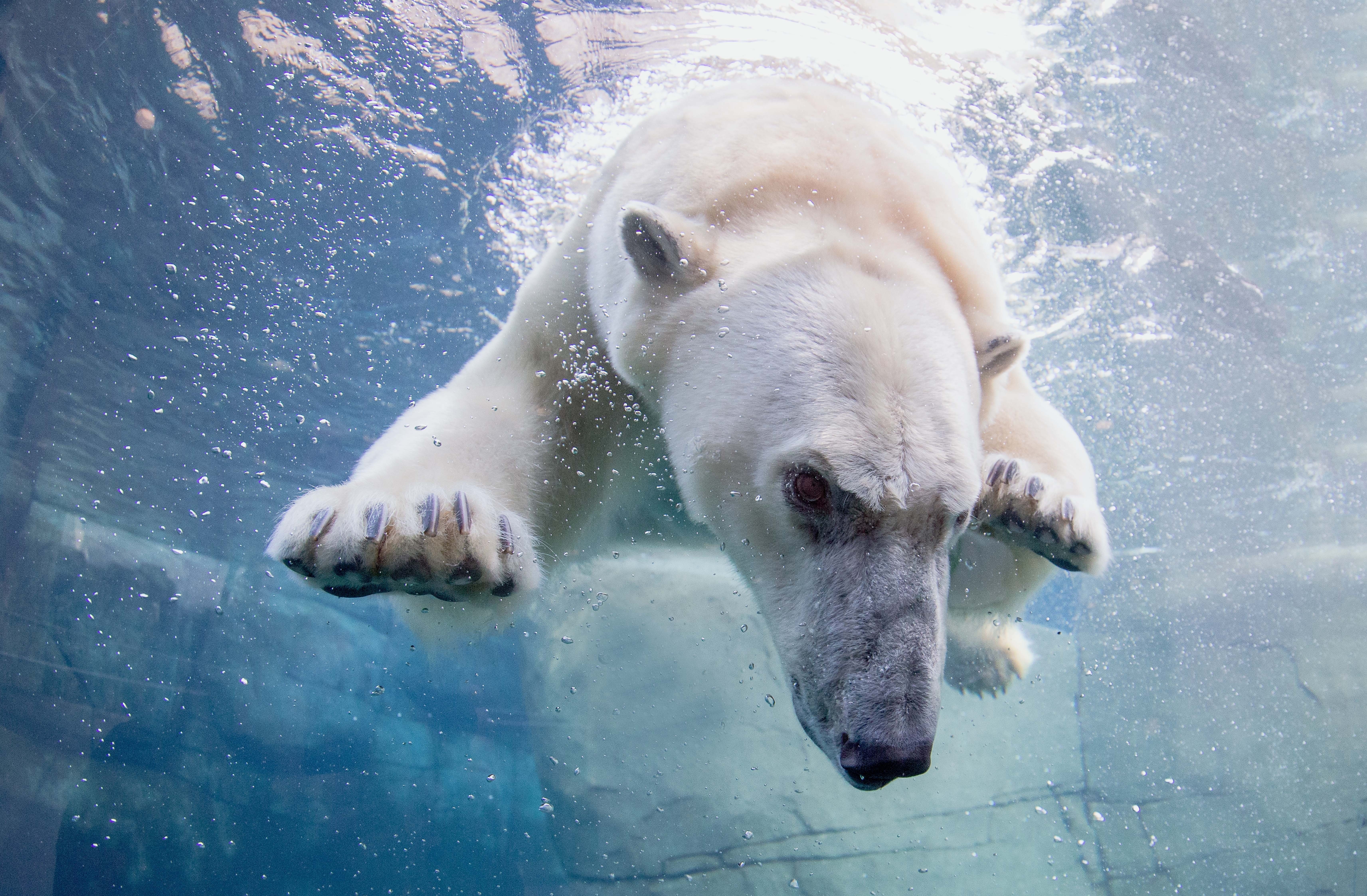 Isbjörn, Bild