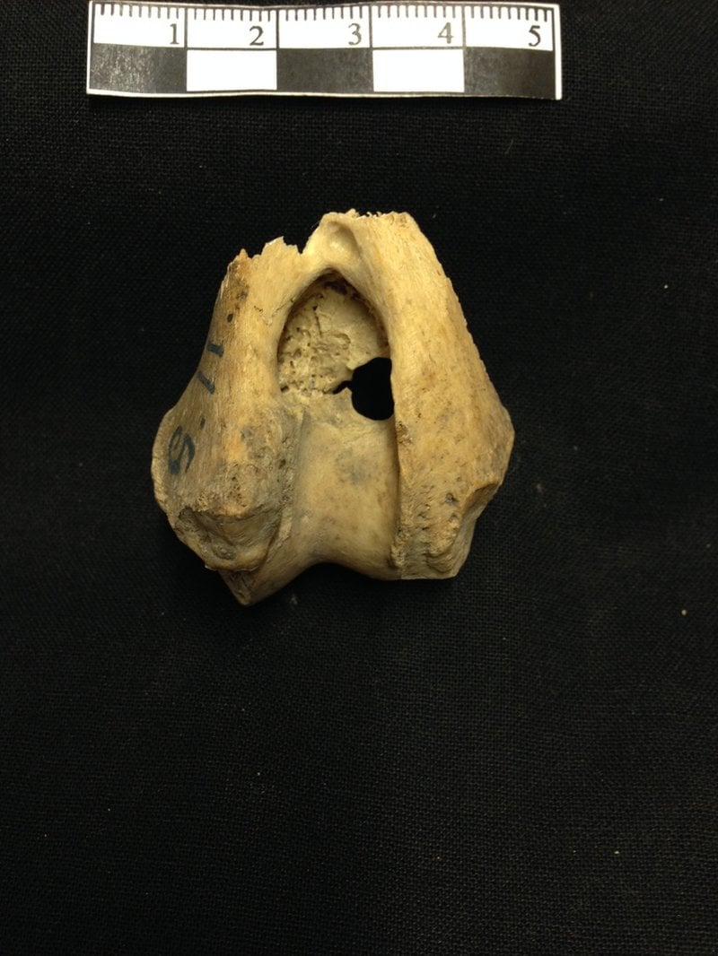 Detalj av ett av överarmsbenen från en av vargarna som ingår i studien. Arkivbild.