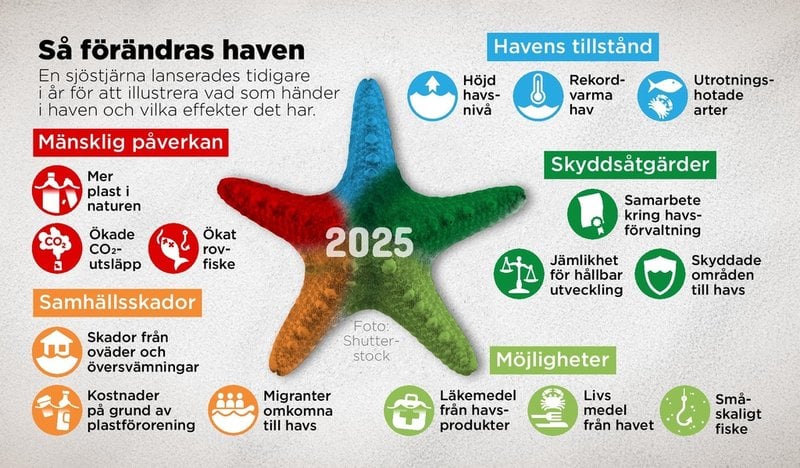 En sjöstjärna lanserades tidigare i år för att illustrera vad som händer i haven och vilka effekter det har.