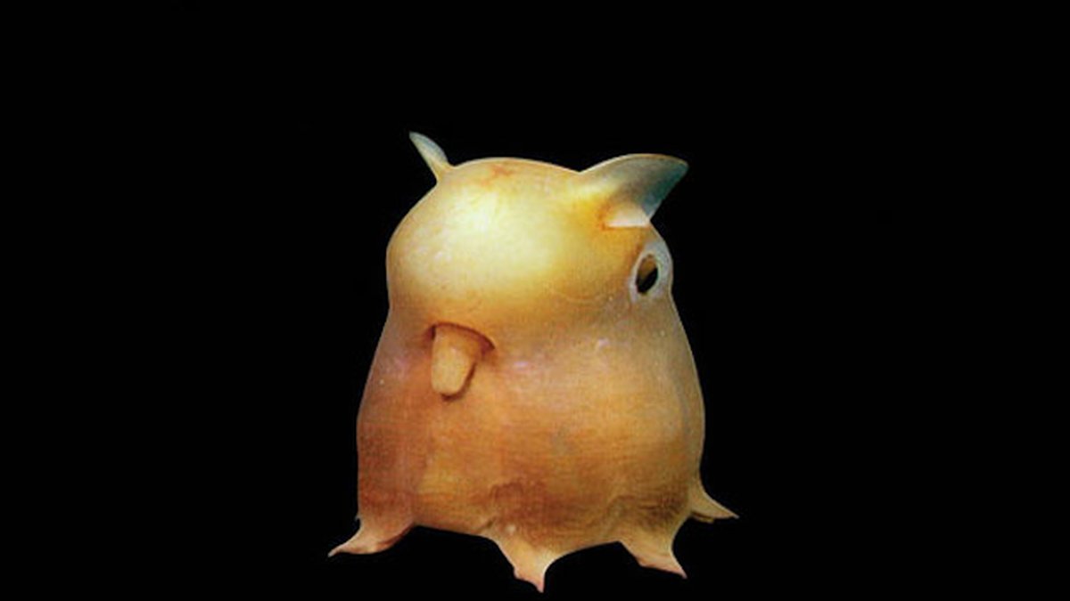 Grimpoteuthis.