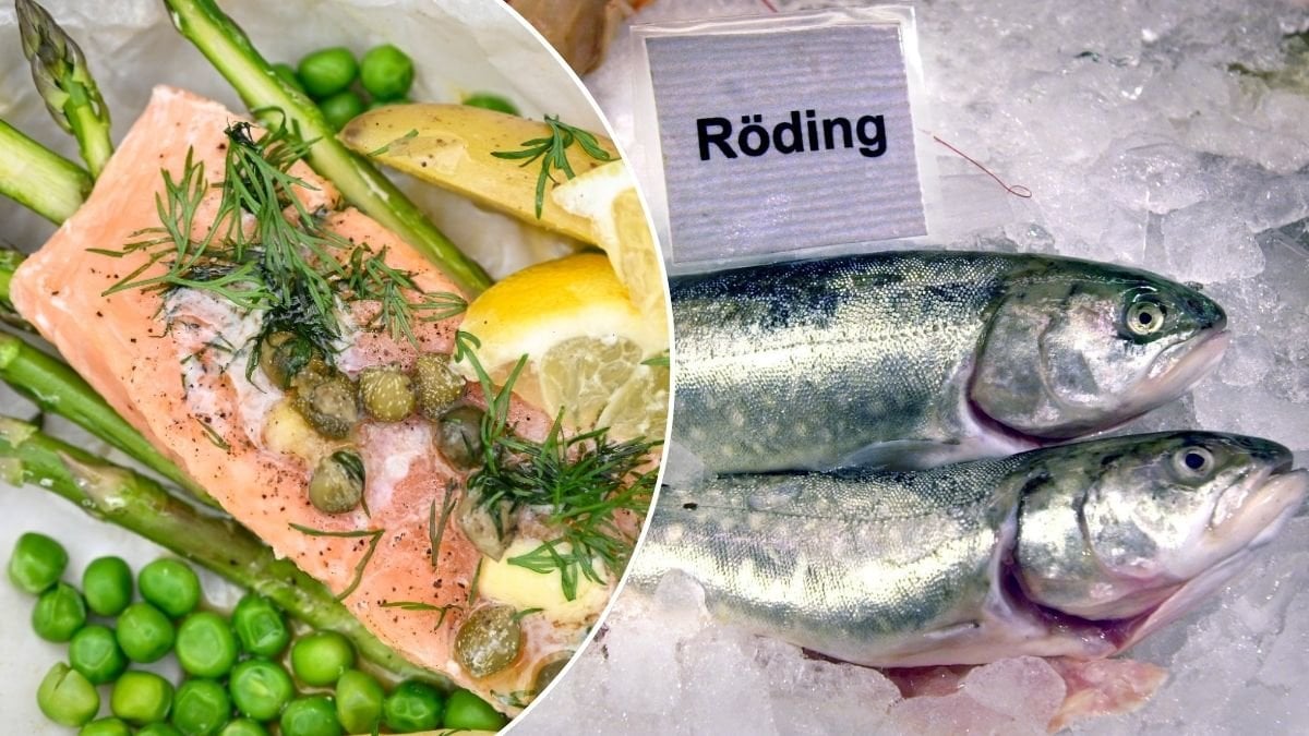 Livsmedelsverket varnar: Fiskarna som kan innehålla miljögifter