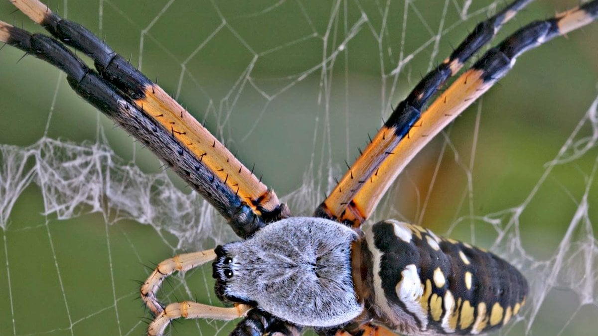 Finns det livsfarliga spindlar i flygplanstoaletten?
