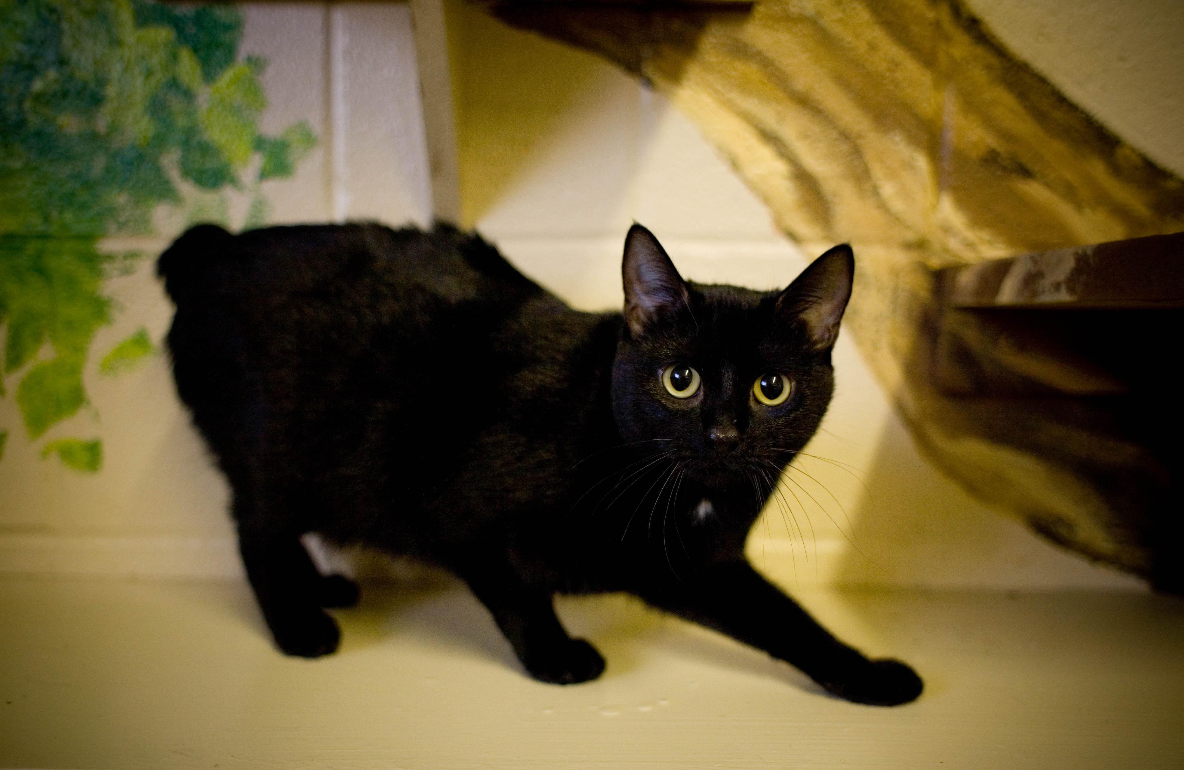 3. Katterna har inga bjällror. Fredagen den 13 oktober 1939 tvingades alla svarta katter ha en bjällra på sig i en småstad i Indiana, USA. Inga olyckor inträffade och man fortsatte med det i tre år till. I dag tycks ingen i Sverige bry sig om bjällrorna o