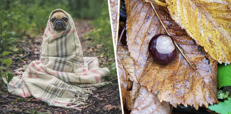 En hund inlindad i en halsduk i skogen. Och en kastanj på ett höstlöv. En hund inlindad i en halsduk i skogen. Och en kastanj på ett höstlöv.