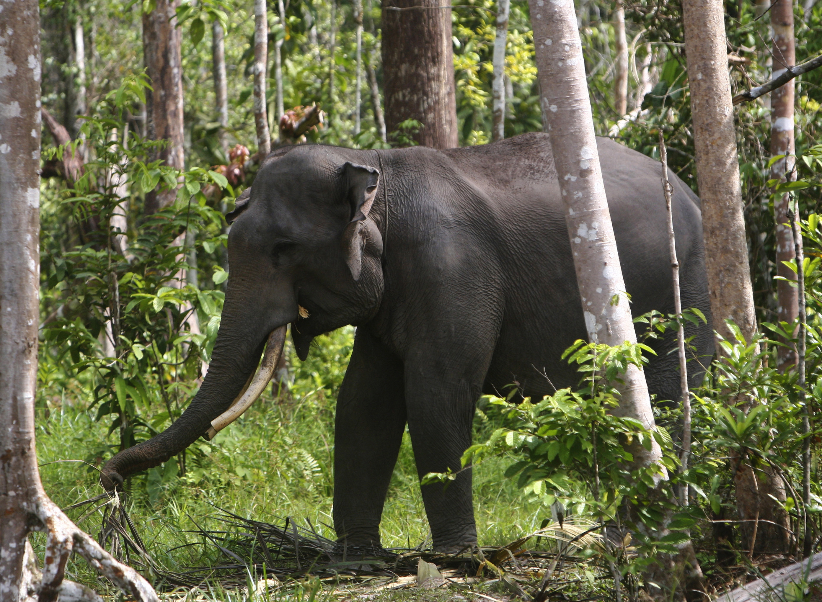 Elefant, Tjuvjakt