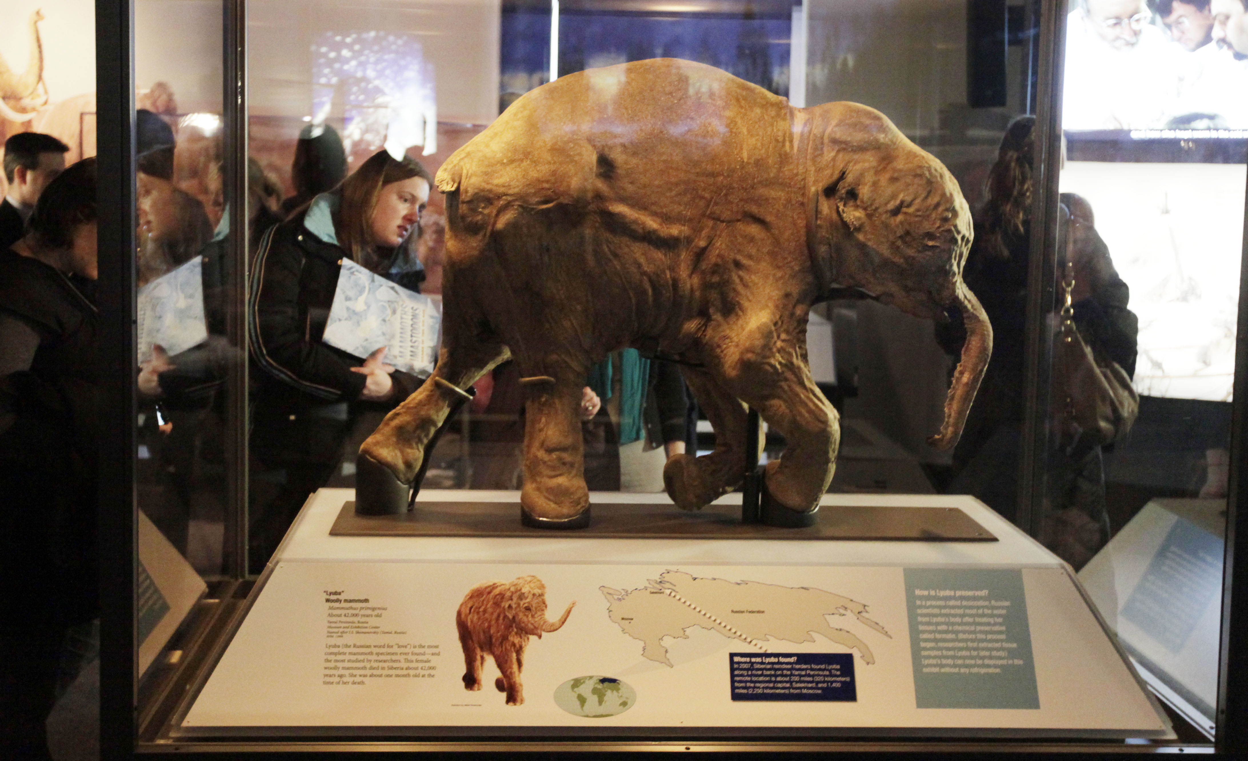 Den ullhåriga mammuten dog ut för cirka 10 000 år sedan. Nu kan den återupplivas. 