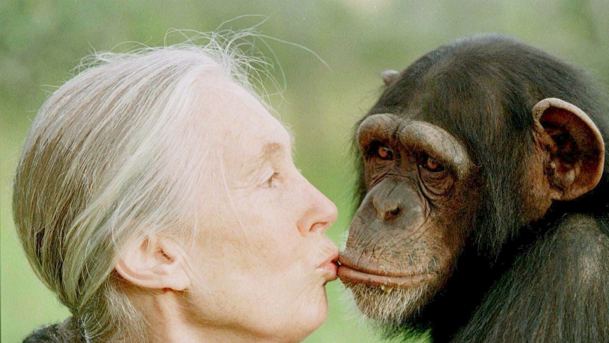 Chimpanser kysser varandra, men inte på ett romantiskt vis. 