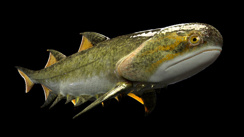 Fanjingshania renovata, en urgammal haj, är en av de käkförsedda fiskarter som upptäckts i Kina.