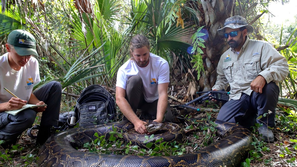 Biologerna med den rekordtunga ormhonan som fångades i december.