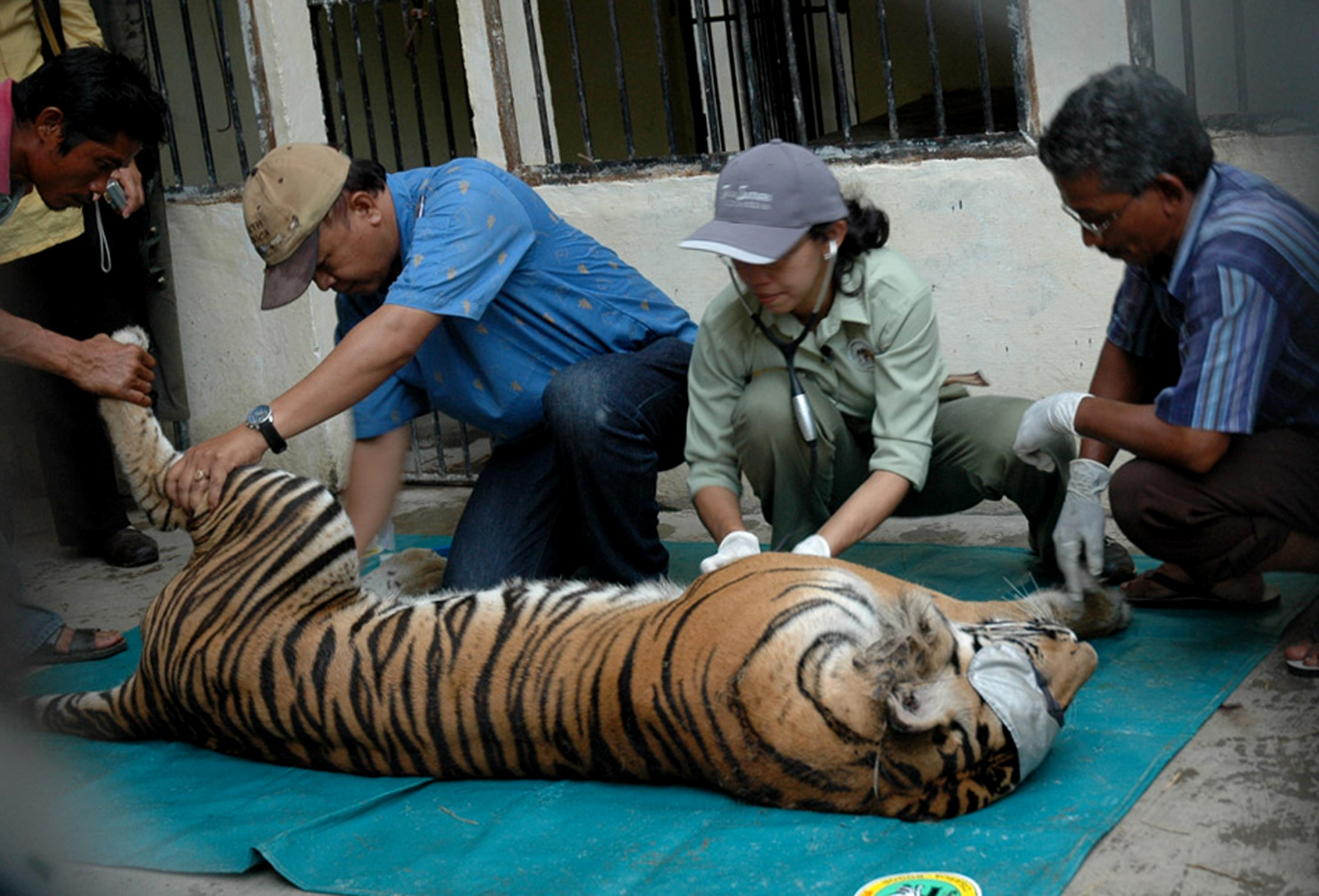 Världsnaturfonden WWF, Utrotningshotad, Tiger