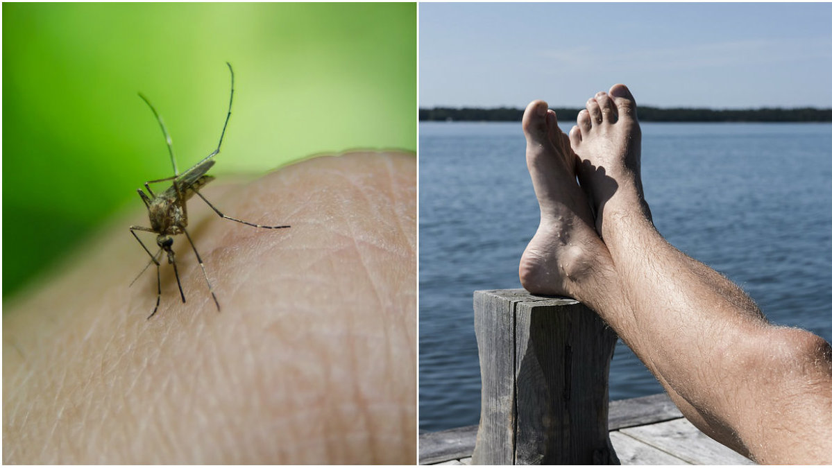 Det finns en väldigt enkel anledning till att det varit lite mygg i år. 