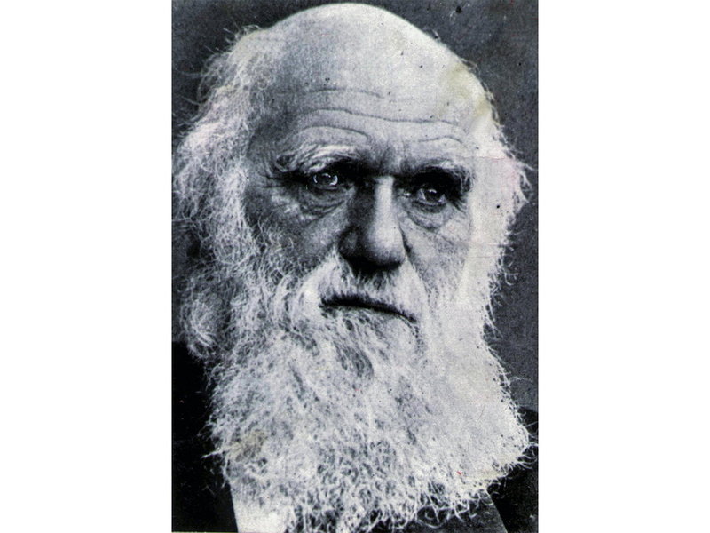 Charles Darwin hade kanske aldrig fått Nobelpriset om det hade funnits på hans tid - trots att hans teori om det naturliga urvalet är den kanske mest banbrytande vetenskapliga upptäckten genom tiderna.