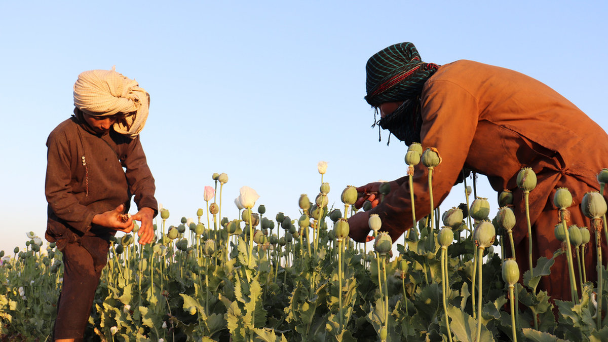 Afghanska bönder som skördar opiumvallmo innan förbudet trädde i kraft i april 2022.
