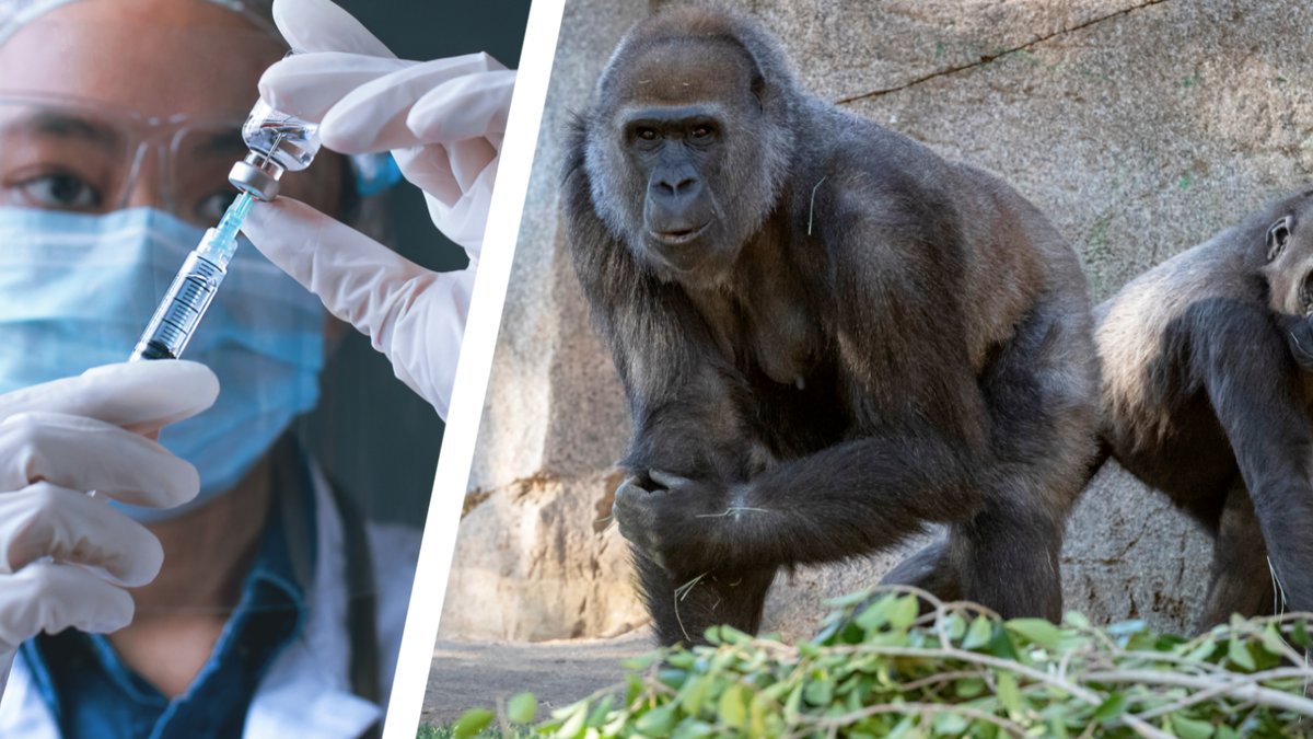 Aporna på San Diego Zoo får vaccin.