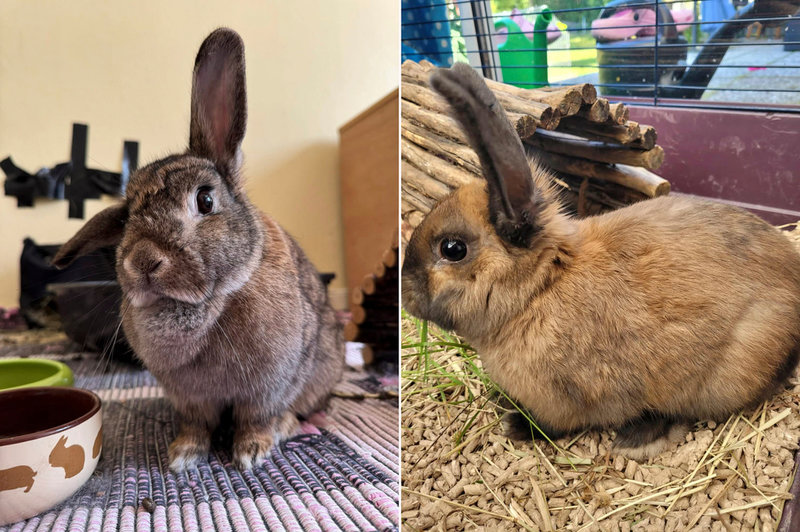 Cola (till vänster) hittades i juli på en gård där barn var elaka mot henne och kastade saker på henne. I dag mår hon bra, men är försiktig runt människor. Leo hittades dumpad utomhus.