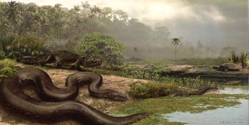 Titanoboa cerrejonensis var lång som en buss och vägde som en personbil. En illustration av hur världens största orm, Titanoboa cerrejonensis kan ha sett ut när hon levde för 60 miljoner år sedan. Illustration av Jason Bourque/TT Titanoboa cerrejonensis var lång som en buss och vägde som en personbil. En illustration av hur världens största orm, Titanoboa cerrejonensis kan ha sett ut när hon levde för 60 miljoner år sedan. Illustration av Jason Bourque/TT