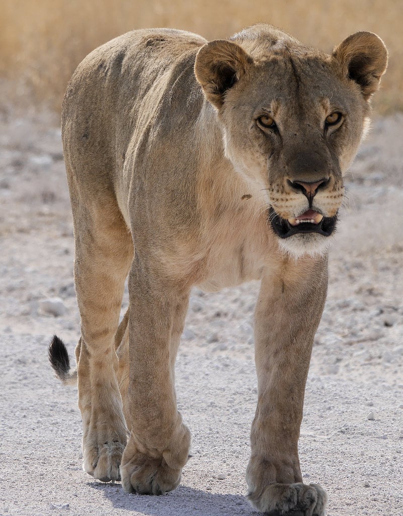 Lejon i nationalparken Etosha i Namibia. Etosha hör till de bäst skyddade områdena i Afrika, men andra områden ligger nu sämre till sedan stödet delvis upphört.