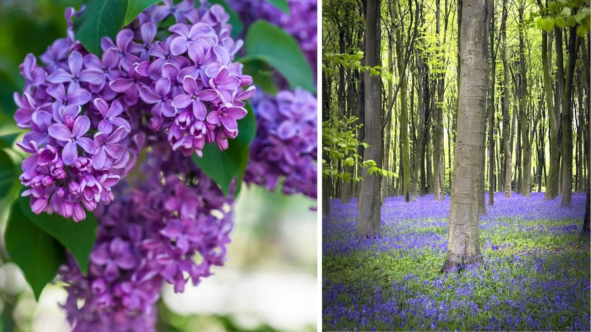 Har du sett blomman? Då uppmanas du agera direkt
