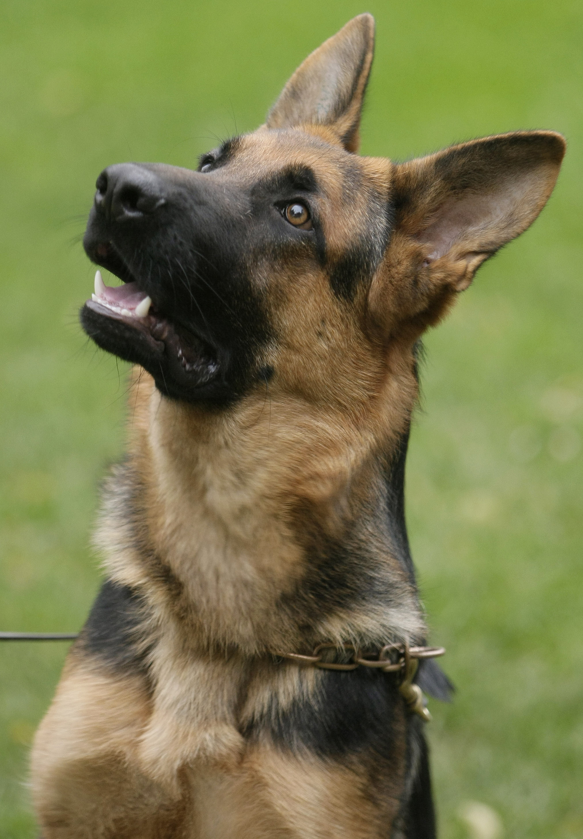 Patra är en blandning av Rottweiler och schäfer som kan upptäcka sin ägares epilepsianfall ungefär 20 minuter innan det ger utslag. Hunden på bilden är däremot en annan schäfer. Patra är en blandning av Rottweiler och schäfer som kan upptäcka sin ägares epilepsianfall ungefär 20 minuter innan det ger utslag. Hunden på bilden är däremot en annan schäfer.