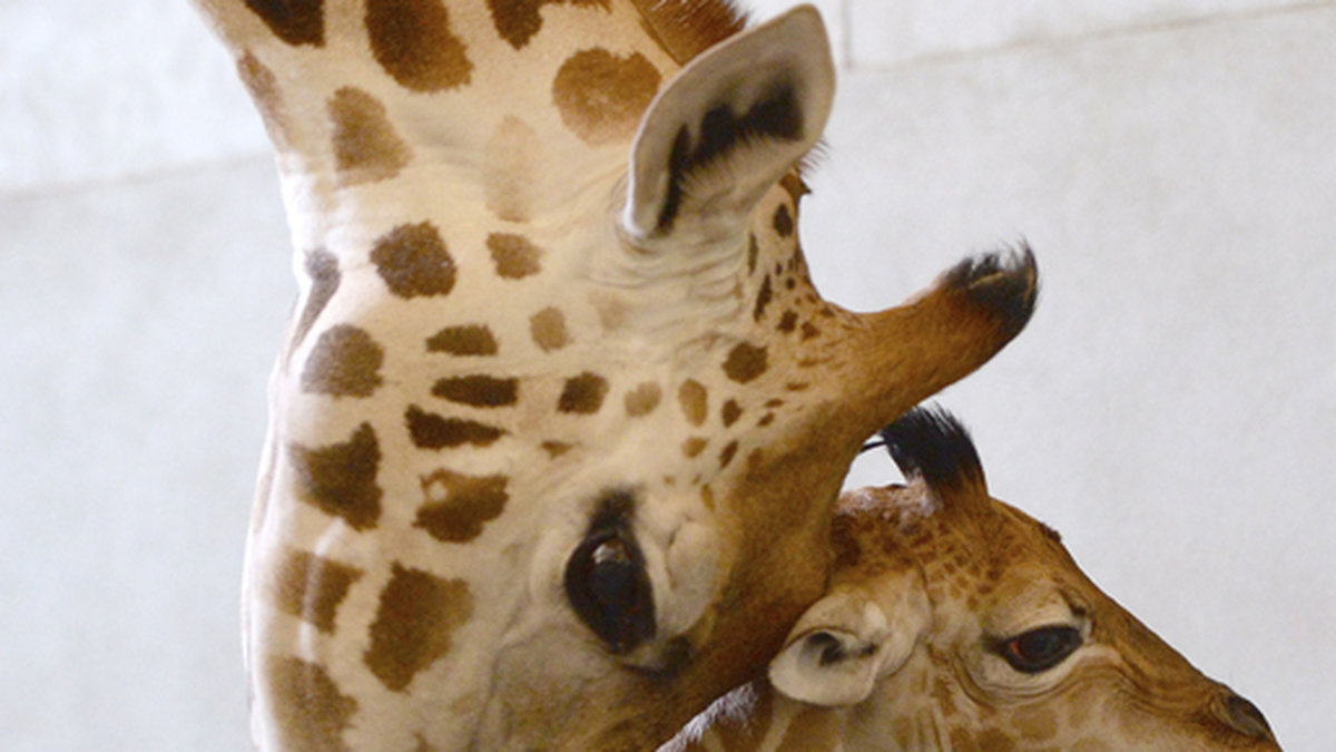 En giraff dog under inspelningen av Sonys "Zookeeper". 