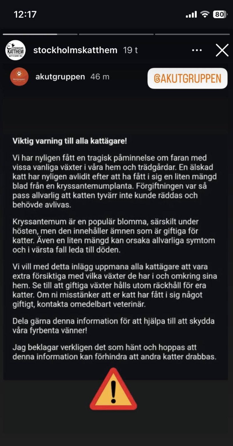 Giftiga växter katt Giftiga växter katt