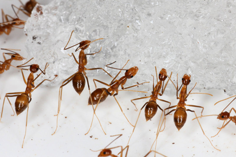 Vissa arter av myror, som den gula galenmyran (Anoplolepis gracilipes) på bilden, har med människans hjälp spridit sig över stora delar av världen. Den ses som en invasiv art i många länder.