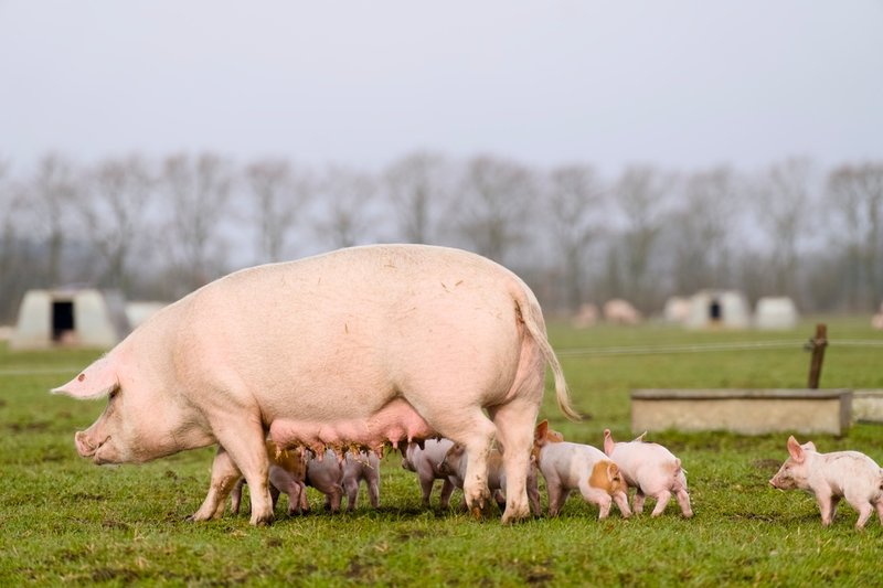 En gris behöver ungefär lika mycket energi som två människor. Arkivbild.