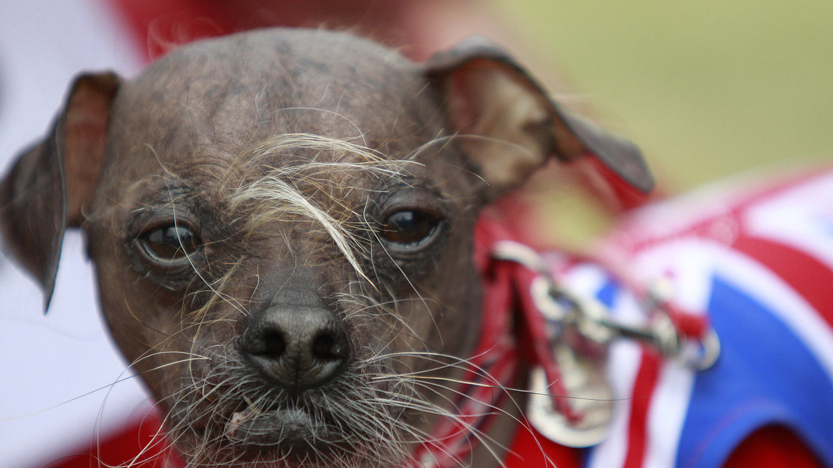 Mugly från England vann årets fulaste hund 2012.
