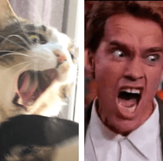 Arnold Schwarzenegger. Arnold Schwarzenegger.