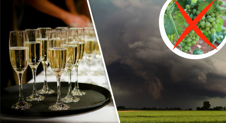 Champagnen hotas att ta slut på grund av klimatförändringar