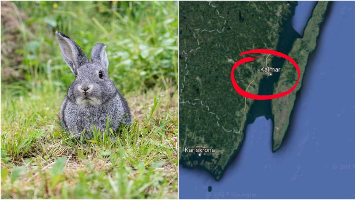 En kanin har blivit plågad till döds i Kalmar. 