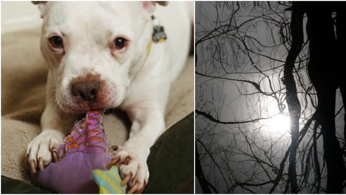 Hund hittades upphängd i ett träd, dock är det inte samma hund som på bilden. 