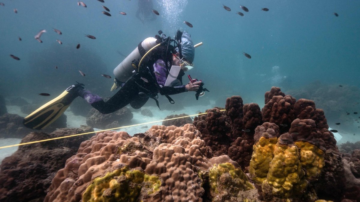 Marinbiologen Lalita 'Nan' Putchim, fotograferar koraller som drabbats av sjukdomen yellow band disease som tar död på de viktiga korallreven.